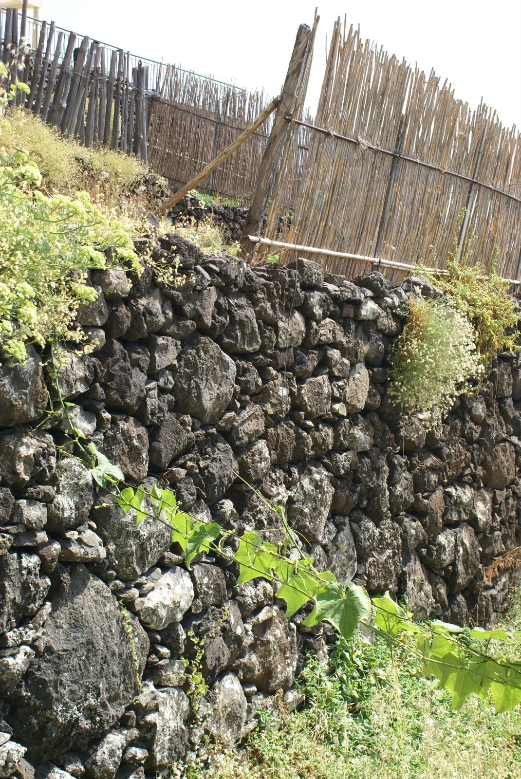 okDSC03316.JPG