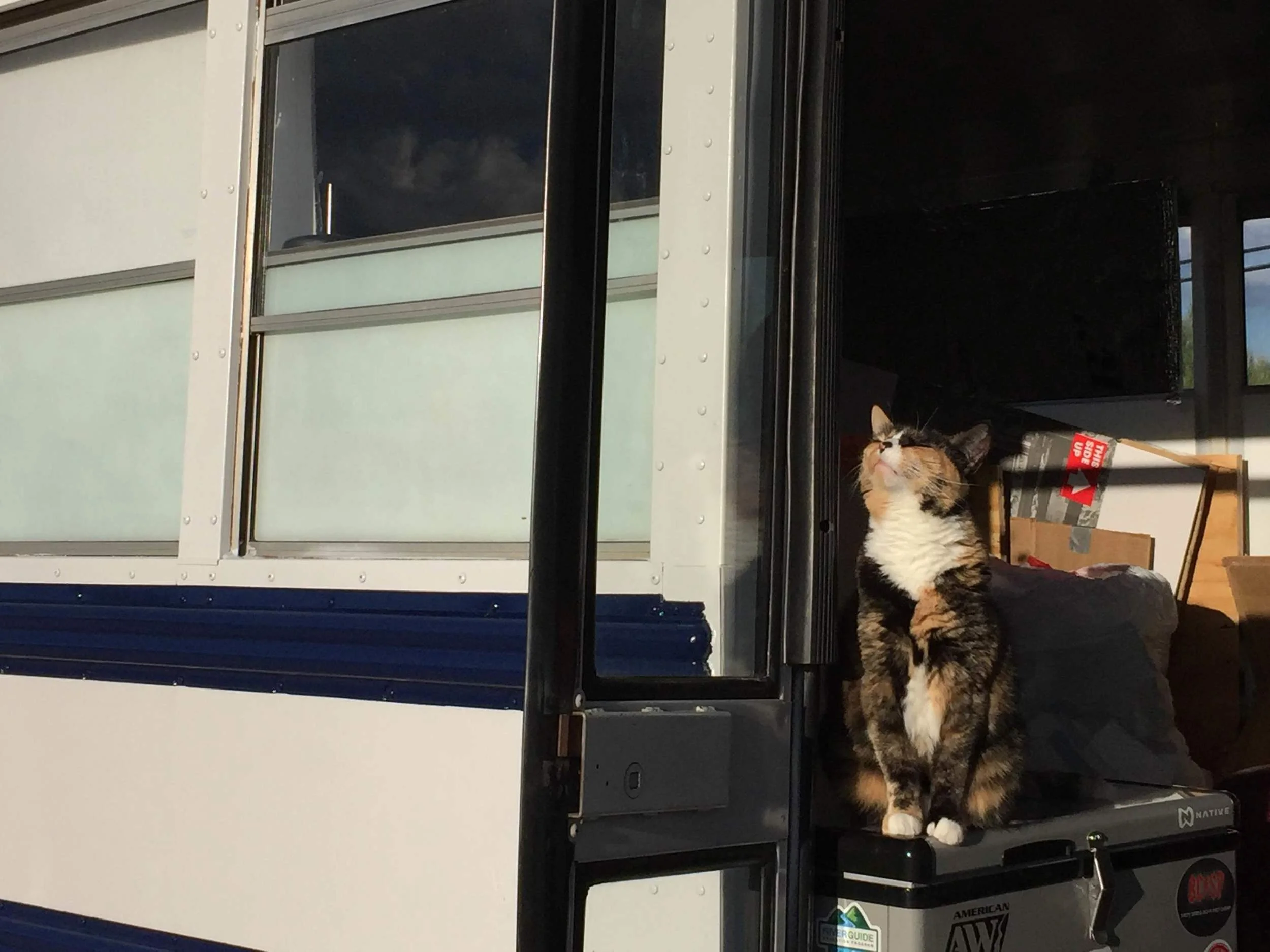 Loulou loves sniffing the air while soaking up the afternoon sun.