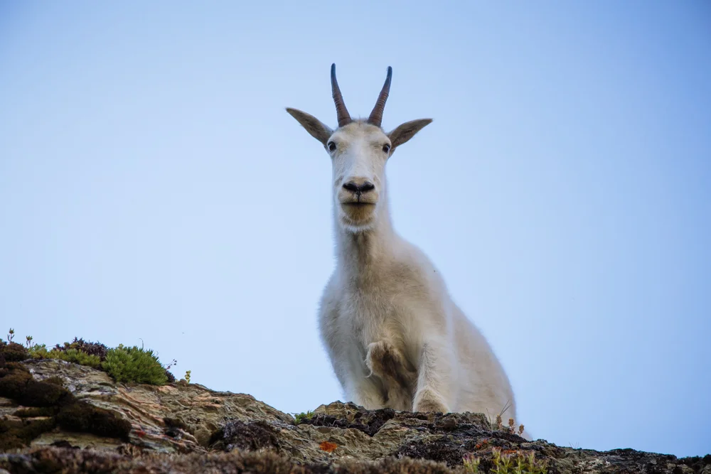 This goat was all about being the centerpiece of my photos.