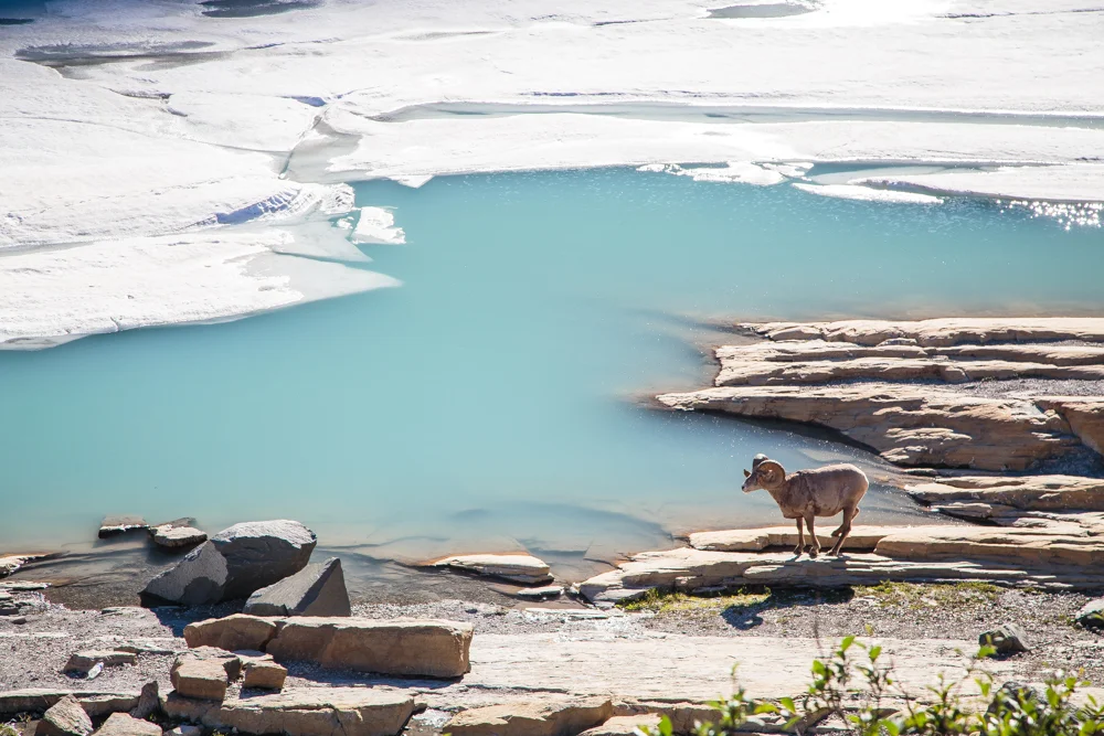 This beautiful bighorn sheep was hanging out by the glacier rim