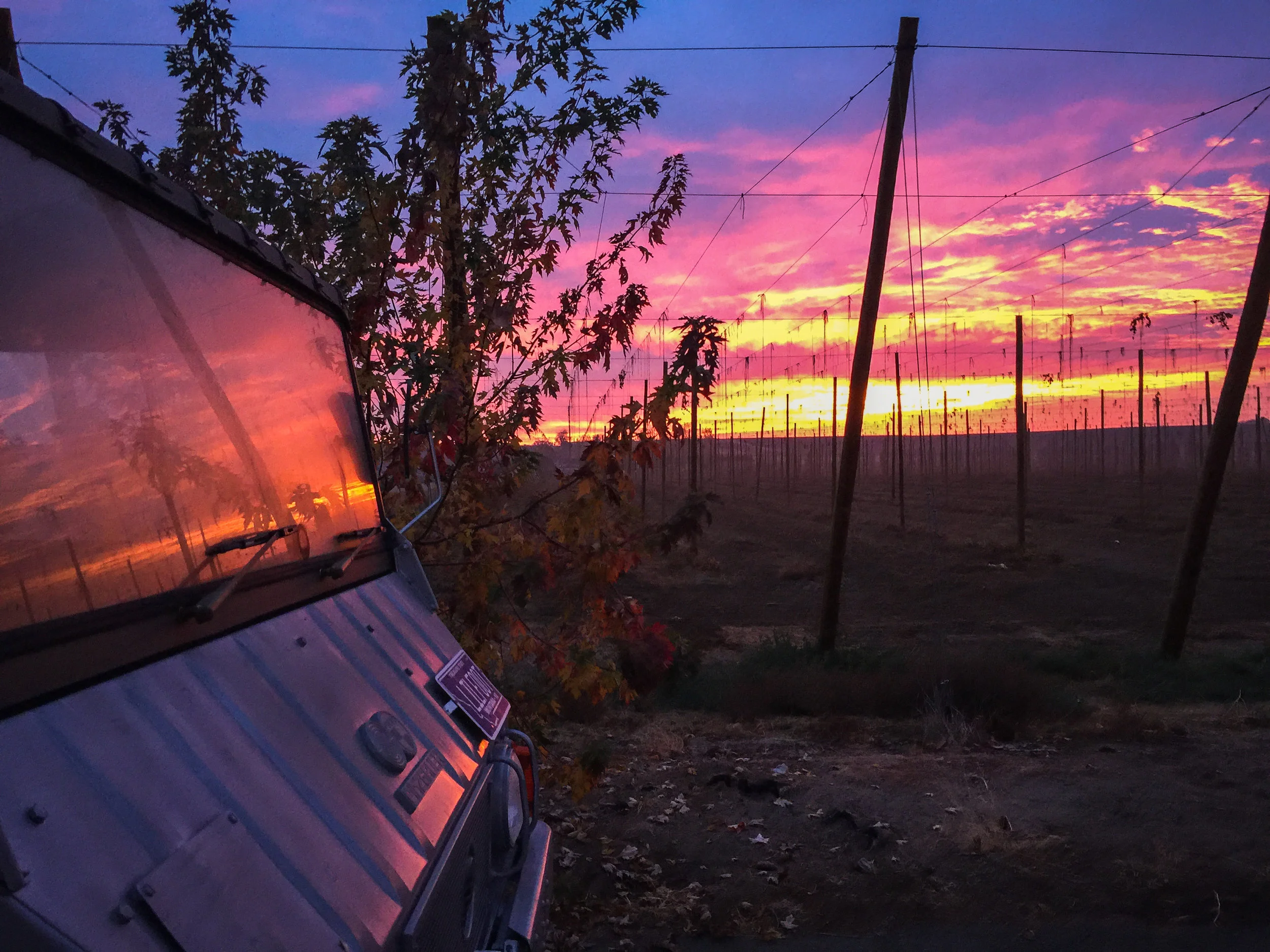 A sunrise with a hop field in the background. In the off seasons it looks like the farmers are growing telephone poles.