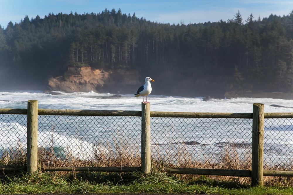 Breathtaking seagulls everywhere?