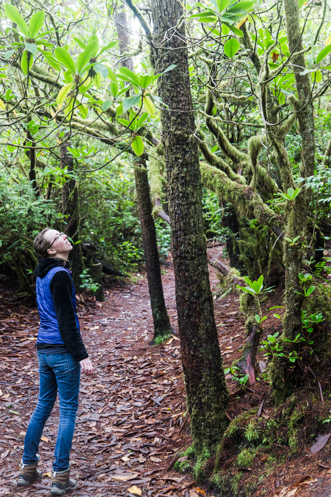 Admiring the forest.