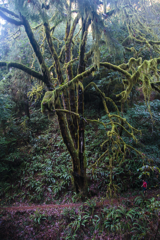 Moss on the trees in a coastal forest.