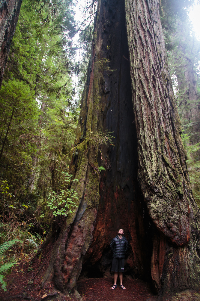 Standing inside a living, burnt-out redwood. Very cool.