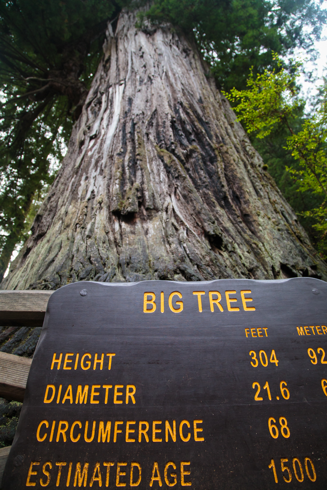 There are a handful of named, noticeable trees, including Big Tree.