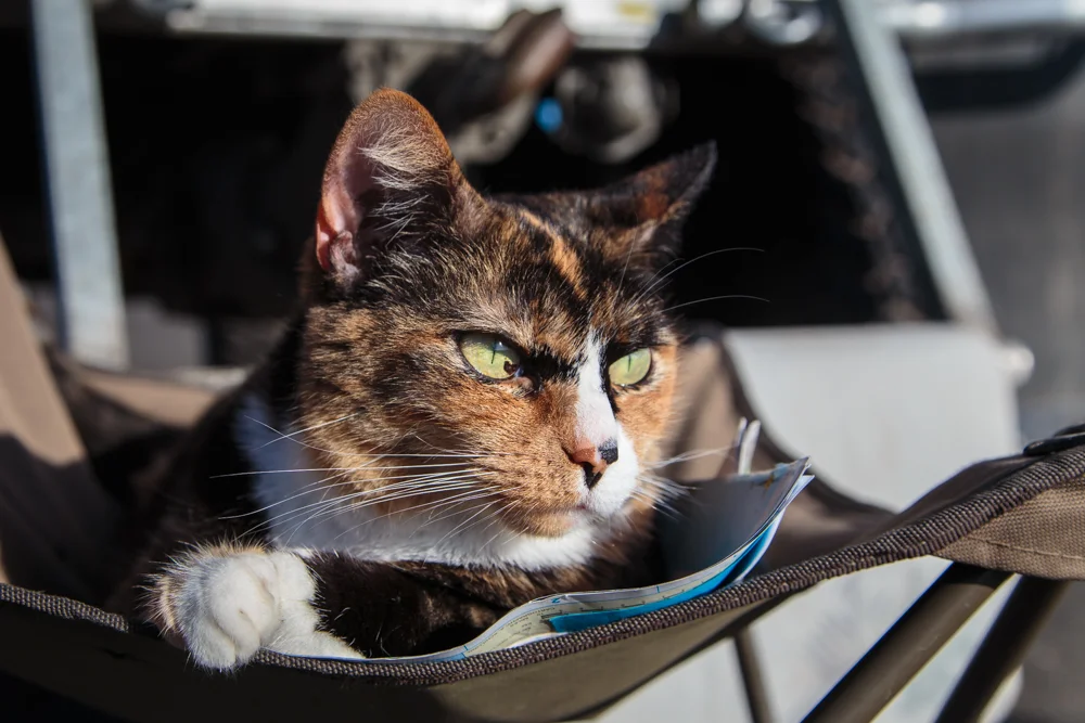 Loulou enjoying the sun and the view.