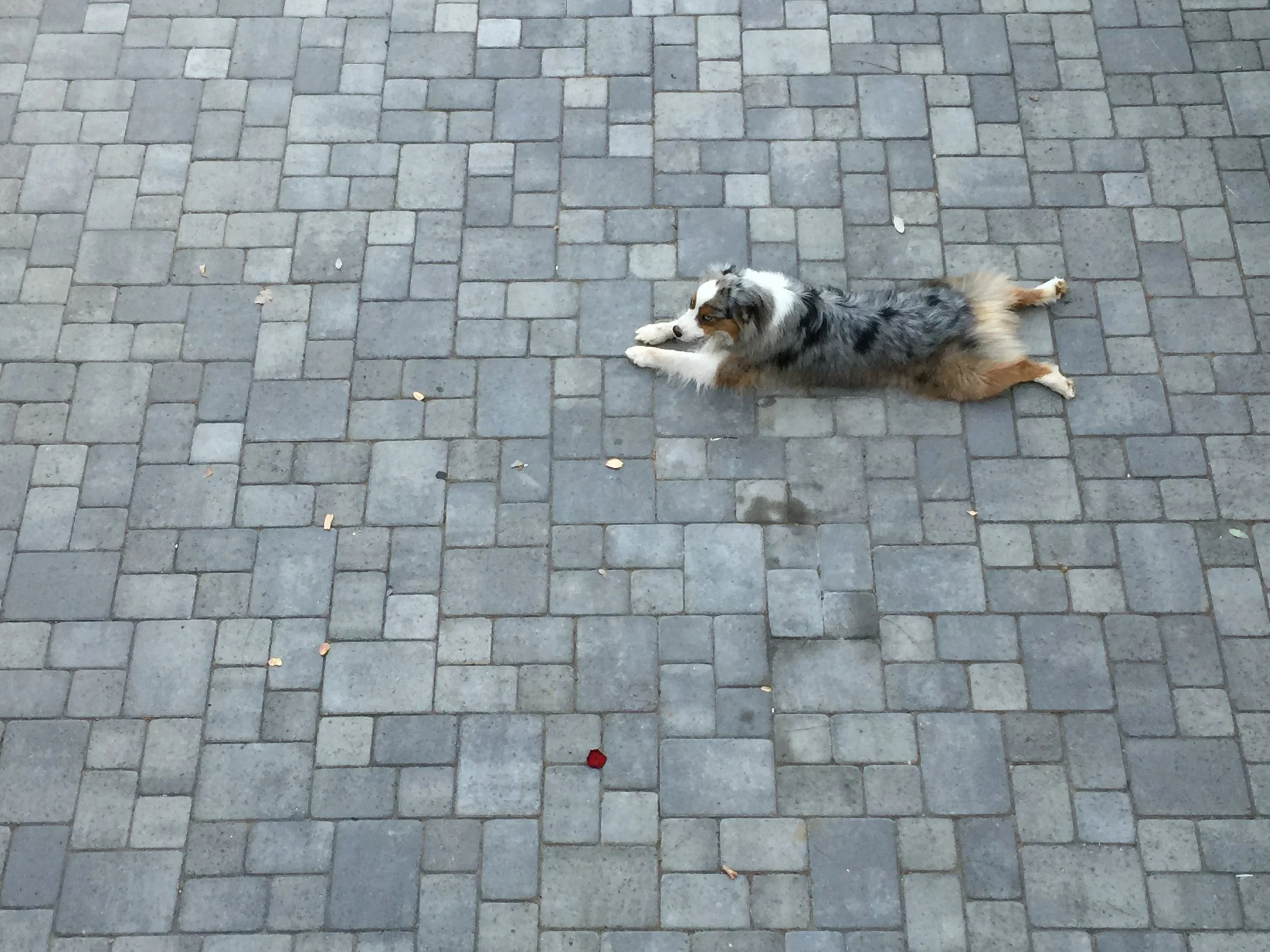 Rick and Ashley's dog June (other names: Junebug, Junebear, JuneJuneJune, "HEYJUNE!", and "STOPLICKINGTHEDEERHEAD!").