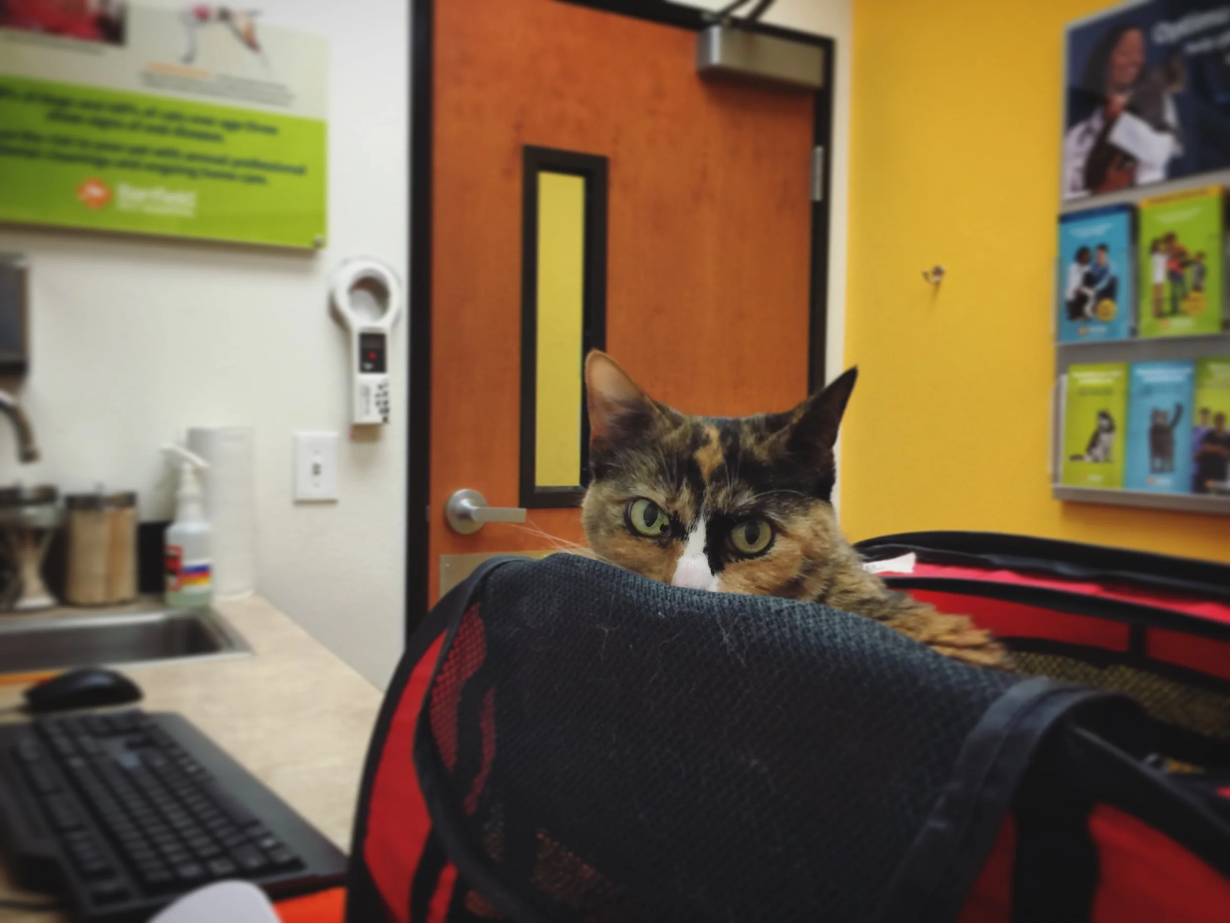 Loulou getting her papers.
