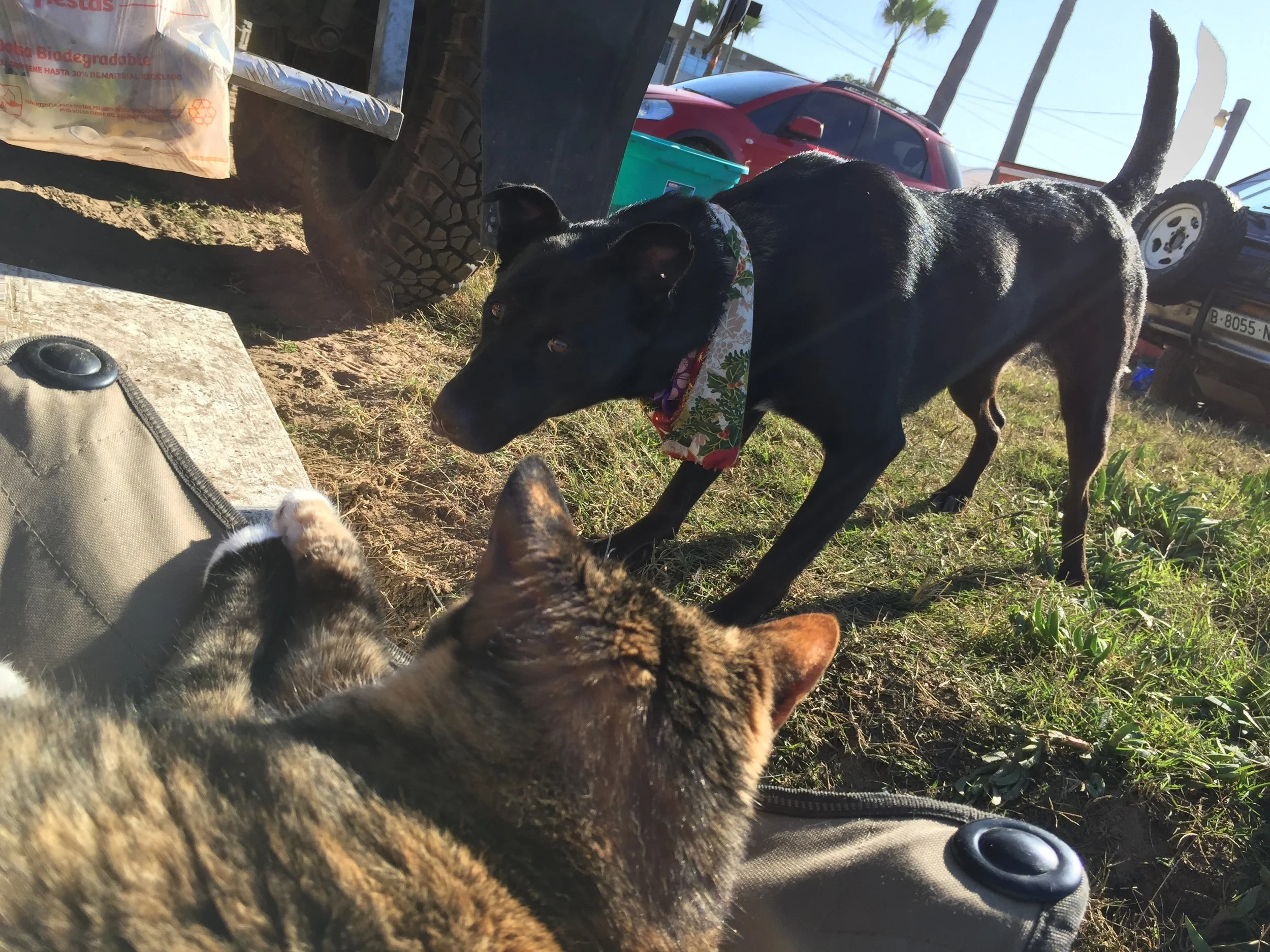 Lou made fast friends with Vini.
