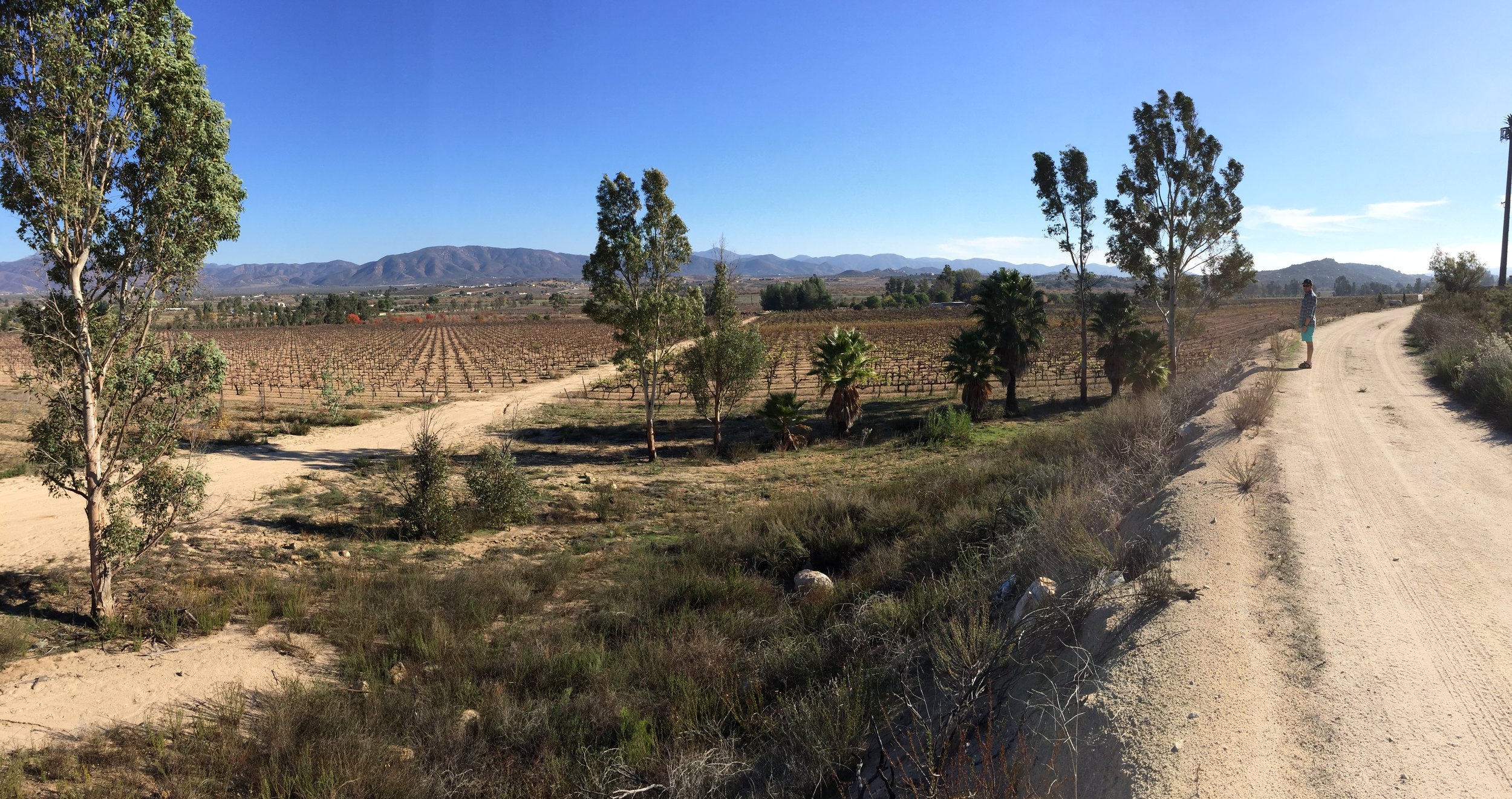 A View of the Vineyard.