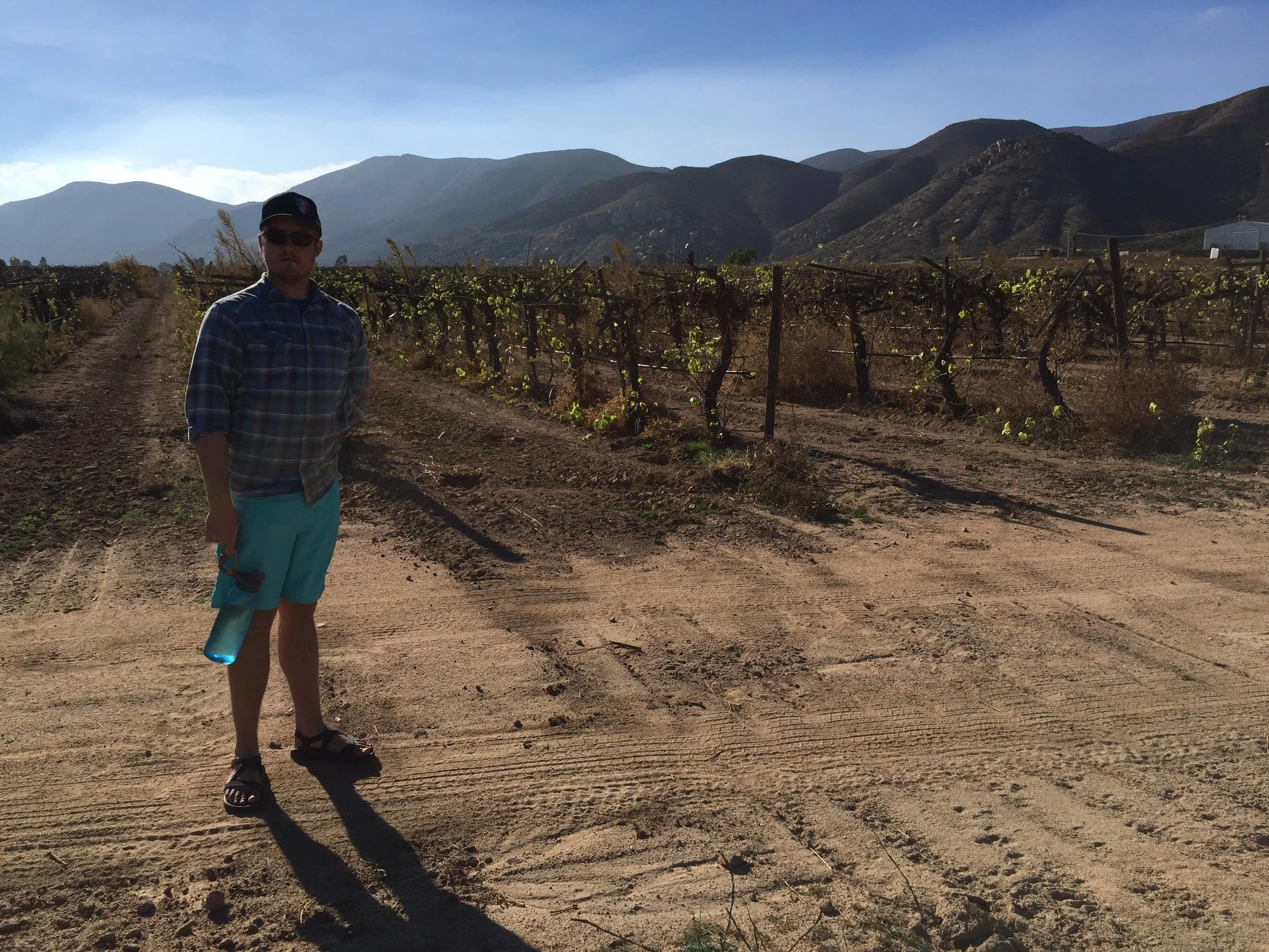 Many vineyards in the valley are young, but BIbAyoff's grapes have been growing for 40 years.