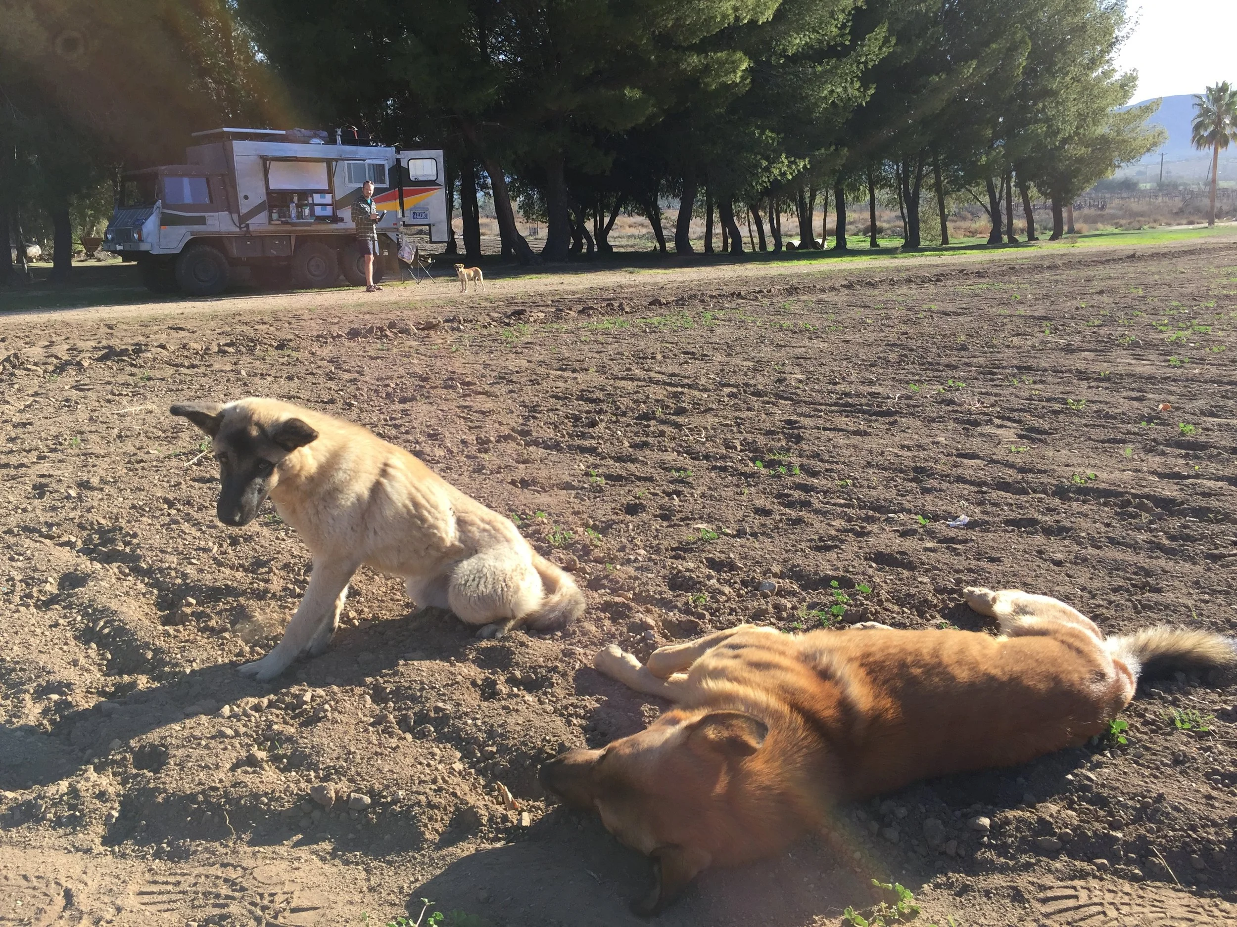 The Vineyards Dogs were our constant Companions, always running to greet us when we opened the kitchen.