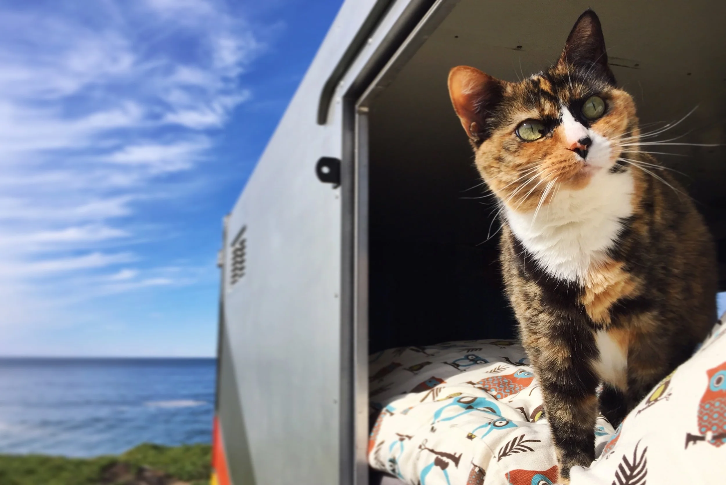 Loulou got used to her oceanside view at Mauricio's.