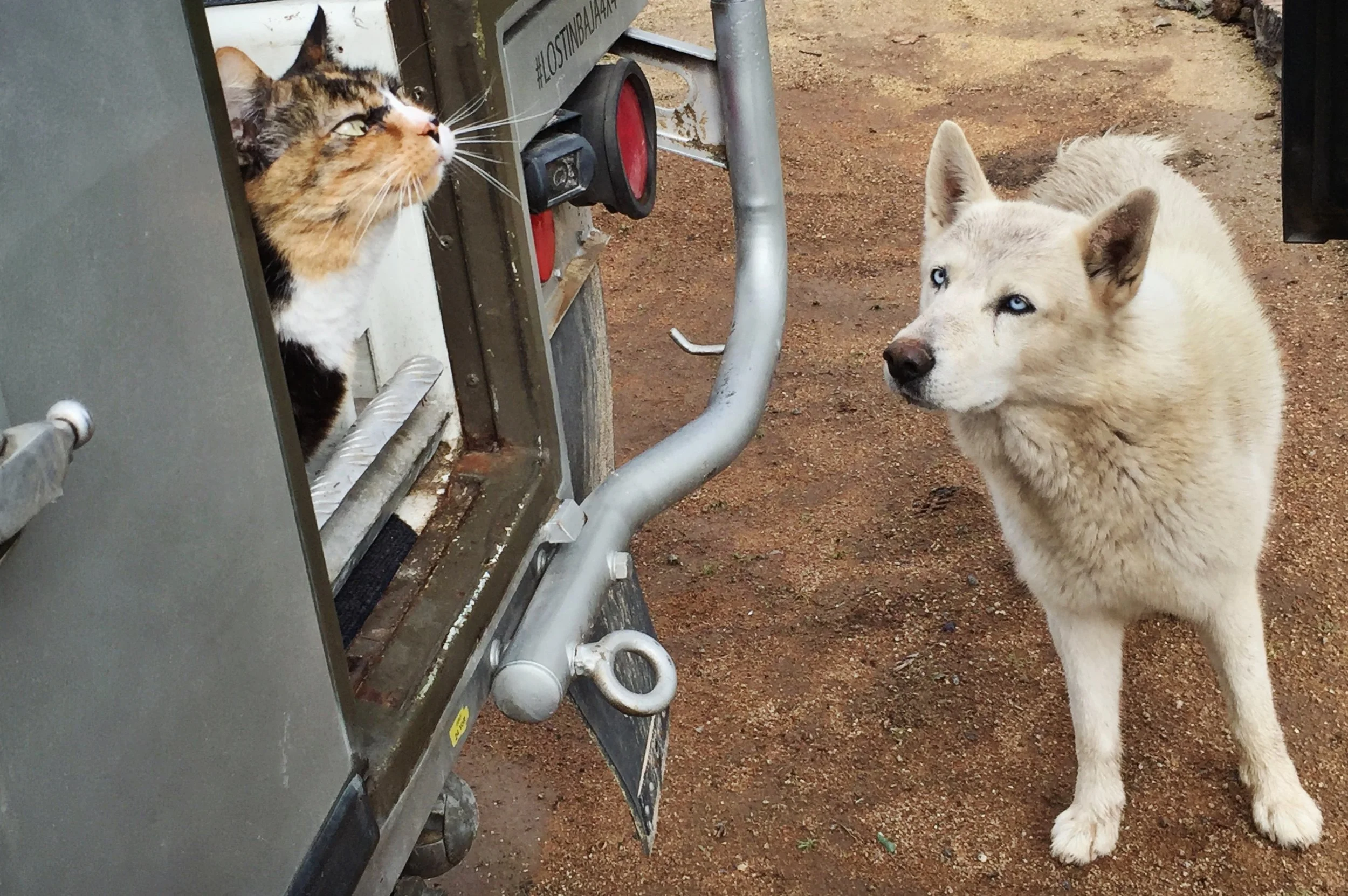 Loulou making friends with a wolf dog that wanted to eat her.