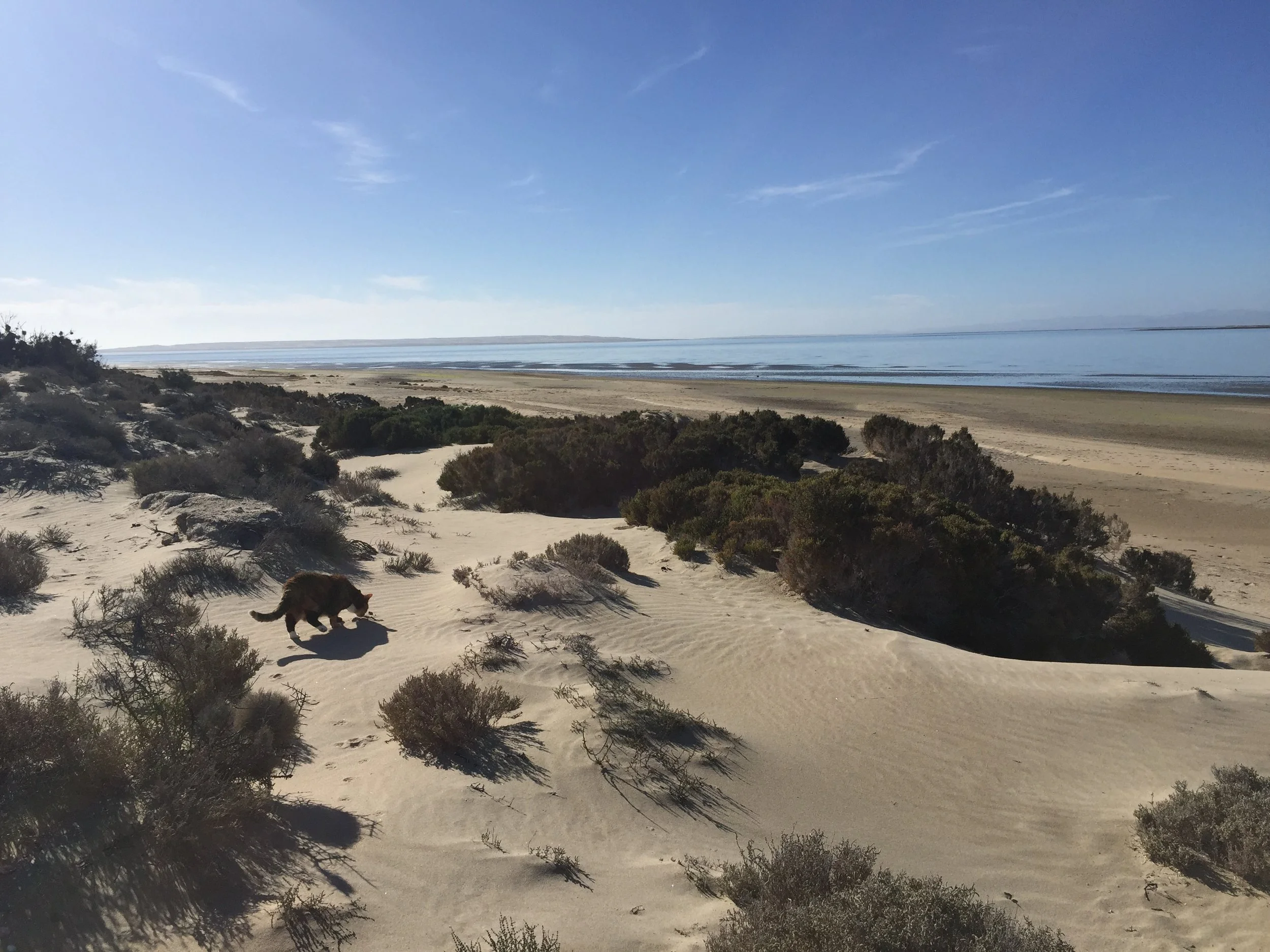 Loulou, exploring yet another campsite, this time at Guerrero Negro.