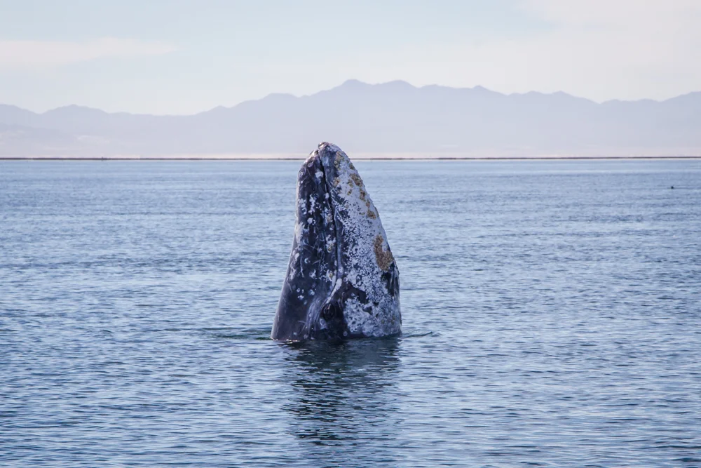 Whale saying hi!