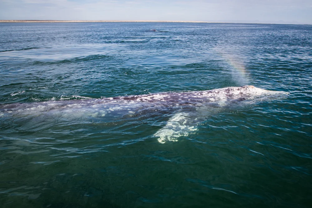We were super close to the enormous beasts of the sea.