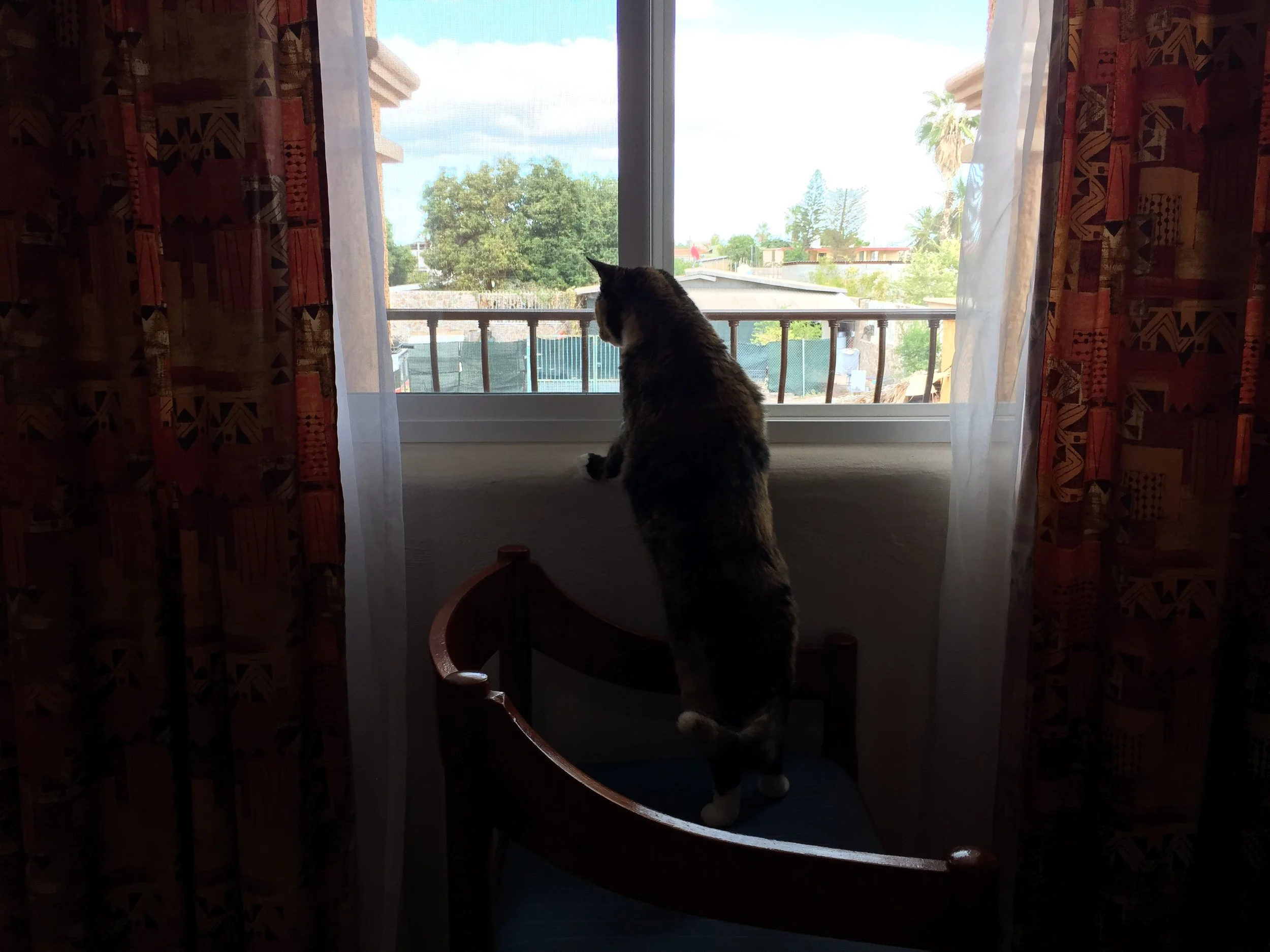Pet friendly, but Loulou wanted back in Little Foot.