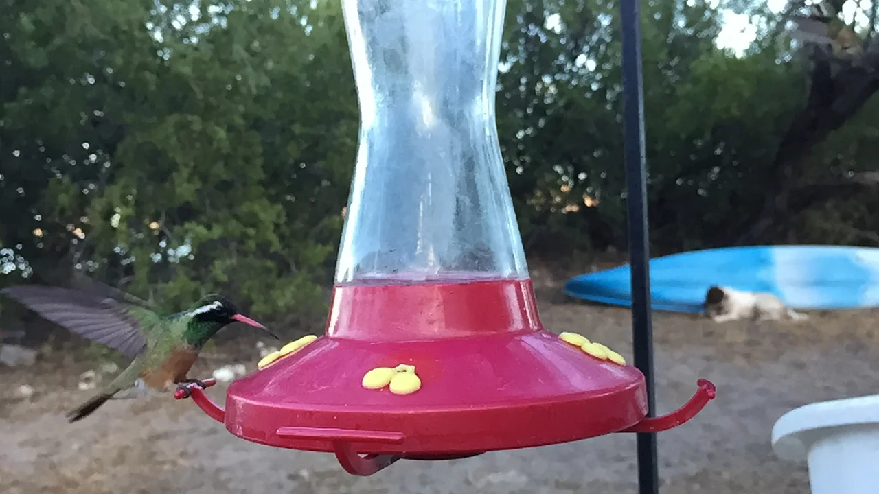 Look! Birds not dying! Birds living! At Rod's camp spot at Rattlesnake beach.