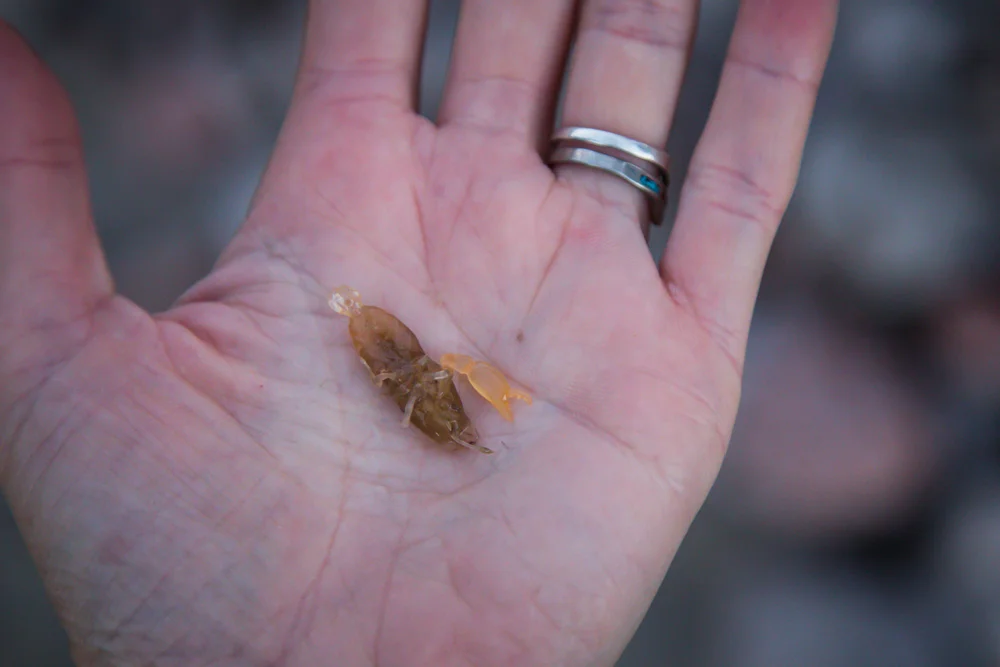 A tiny lobster!