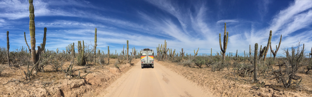 A beautiful sandy track surrounded by cactus.