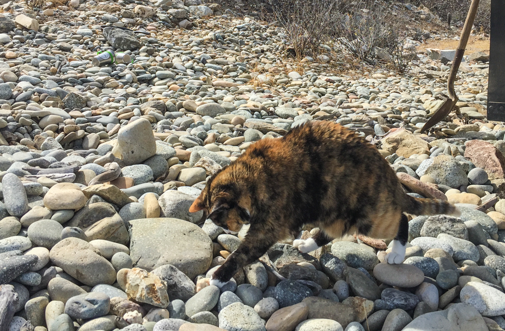 Loulou the hermit crab hunter.