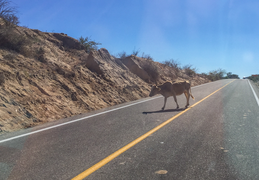 Commuter traffic! Even the main paved roads aren't without obstacles!