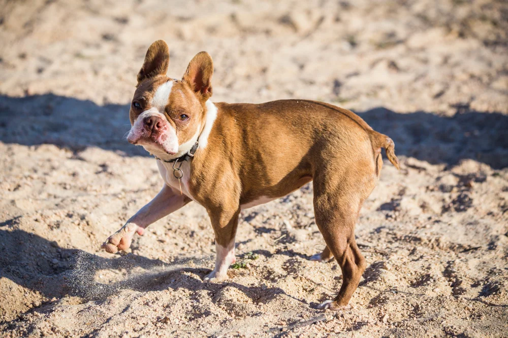 Stinker the Boston terrier with cerebral palsy. Everywhere she went she kicked sand. Everywhere.