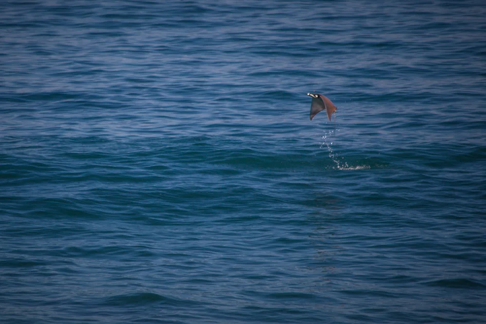 The mobus rays were jumping! they were pretty far out, but chels managed to get a shot of one that was semi decent.