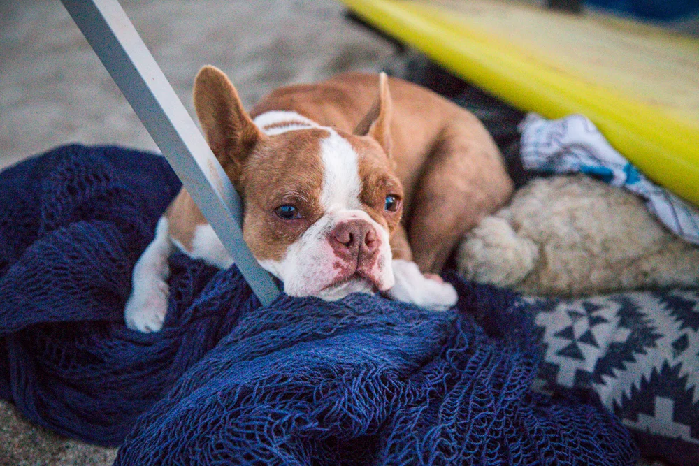 Stink resting after a big day. The Hammock is a 150 thread brazillian style sling woven by inmates in MerIda.
