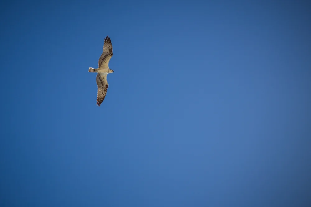 OSPREYS ARE ONE REASON WE DON'T LET LOULOU WANDER AROUND WITHOUT HUMAN SUPERVISION.