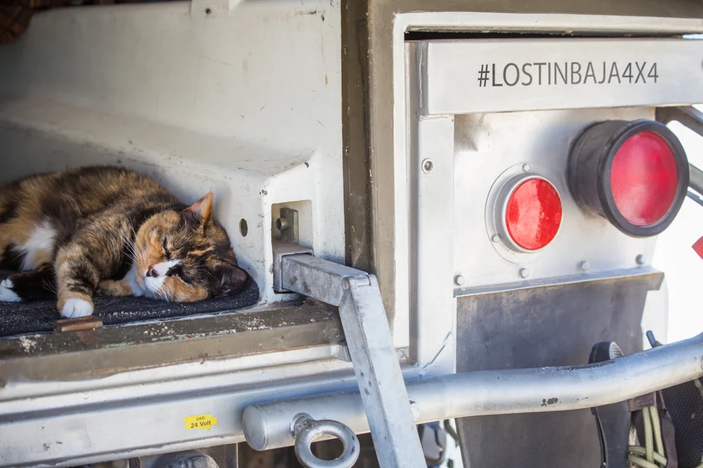 Most of the time, Loulou couldn't be bothered.