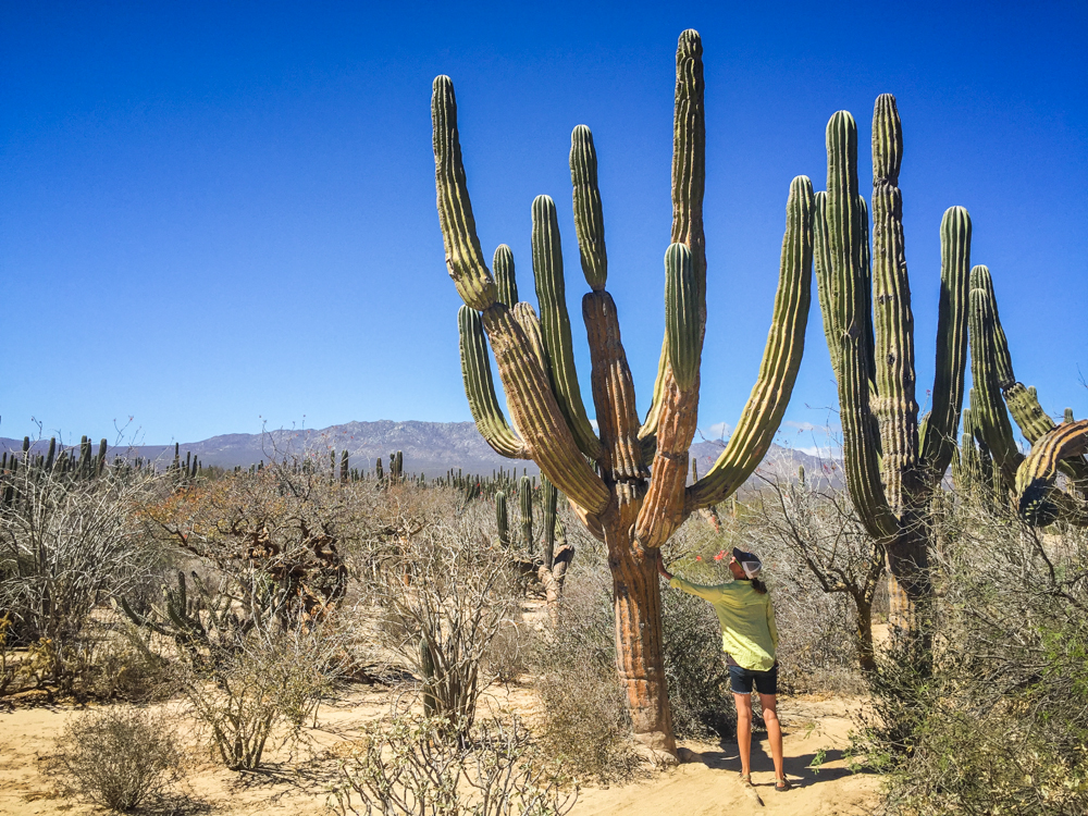 Petting the cactus!