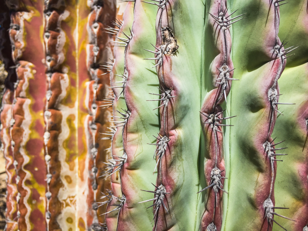 A close up of a cactus.