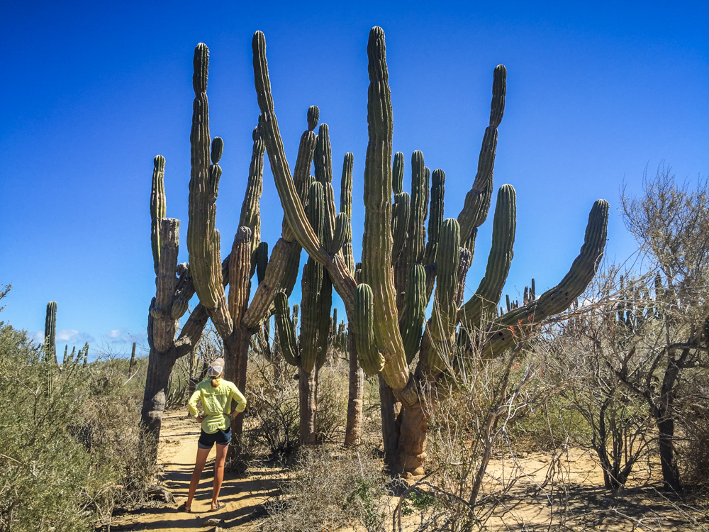 Some of the cacti were just huge, with many limbs.