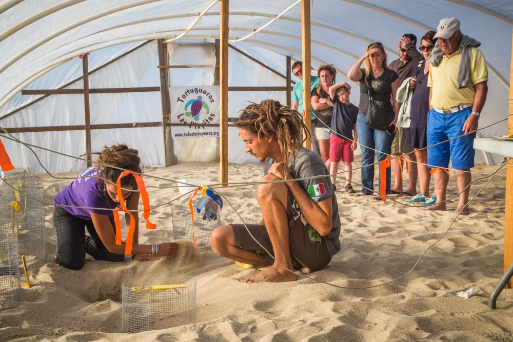 Volunteers removing eggs from the soft sand.