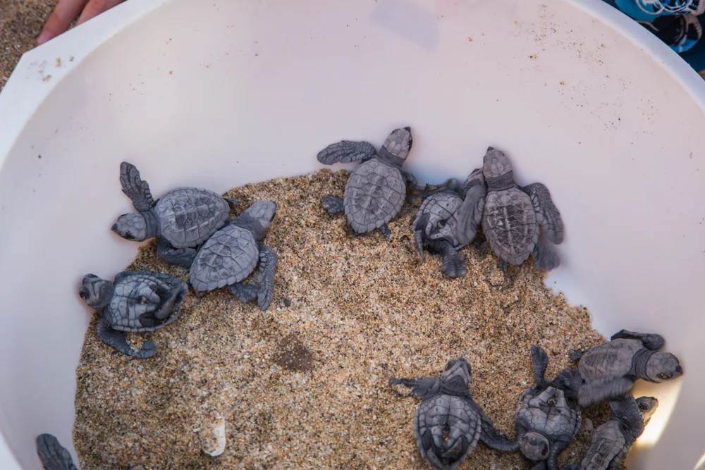 The critters were quite adorable.