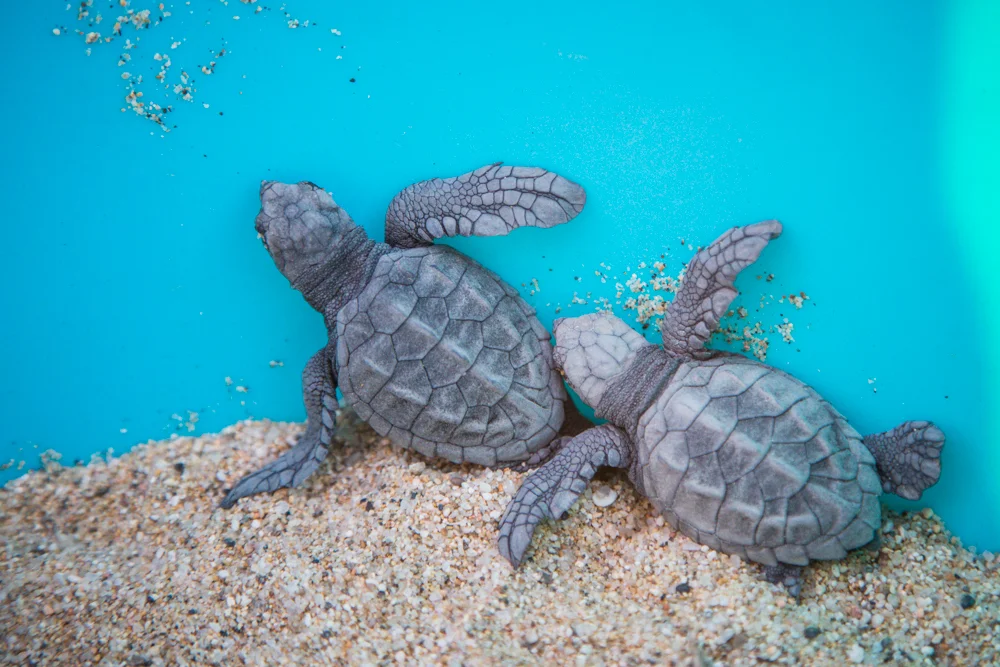 Being a baby sea turtle is super tough.