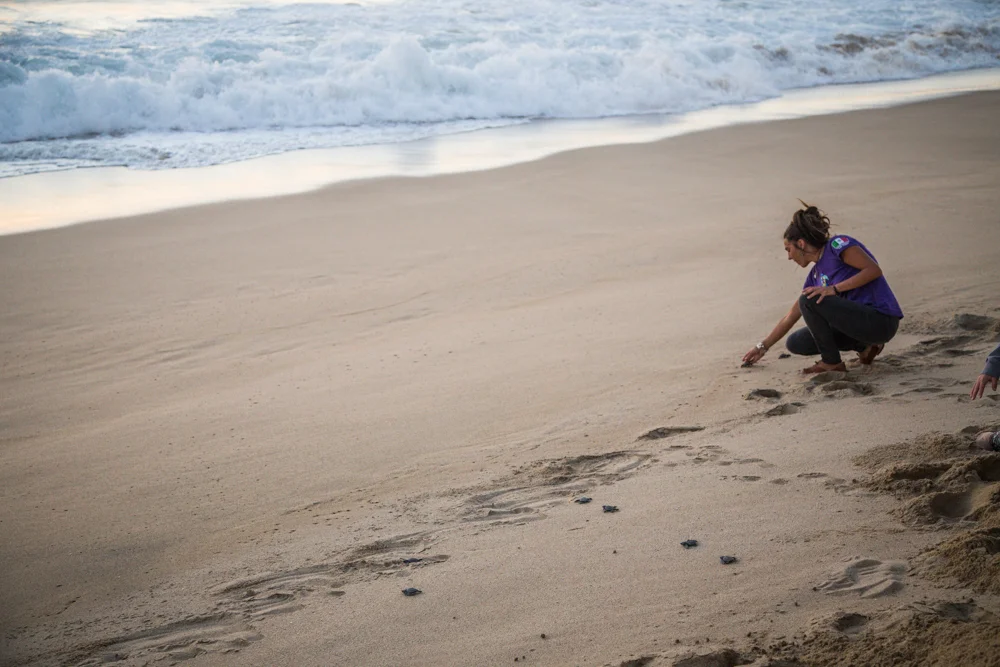 Releasing the turtles into the surf.