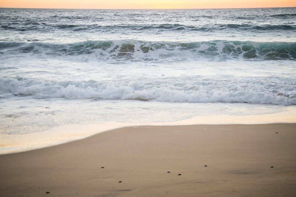 Their journey was just begining. The dots are baby sea turtles.