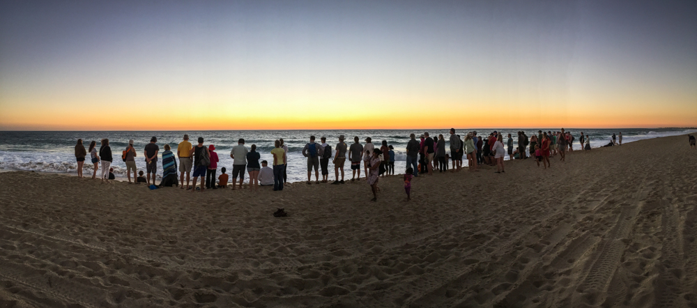 Nothing beats watching baby turtles crawl into the sunset with 50+ other tourists!