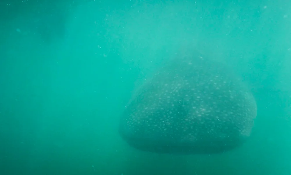 The image my GoPro saw that I didn't, right before I pulled it up to adjust my snorkel.