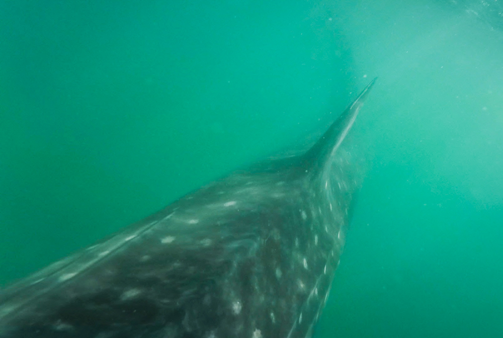 The moment I put my head and GoPro back underwater, I was greeted with a close encounter!