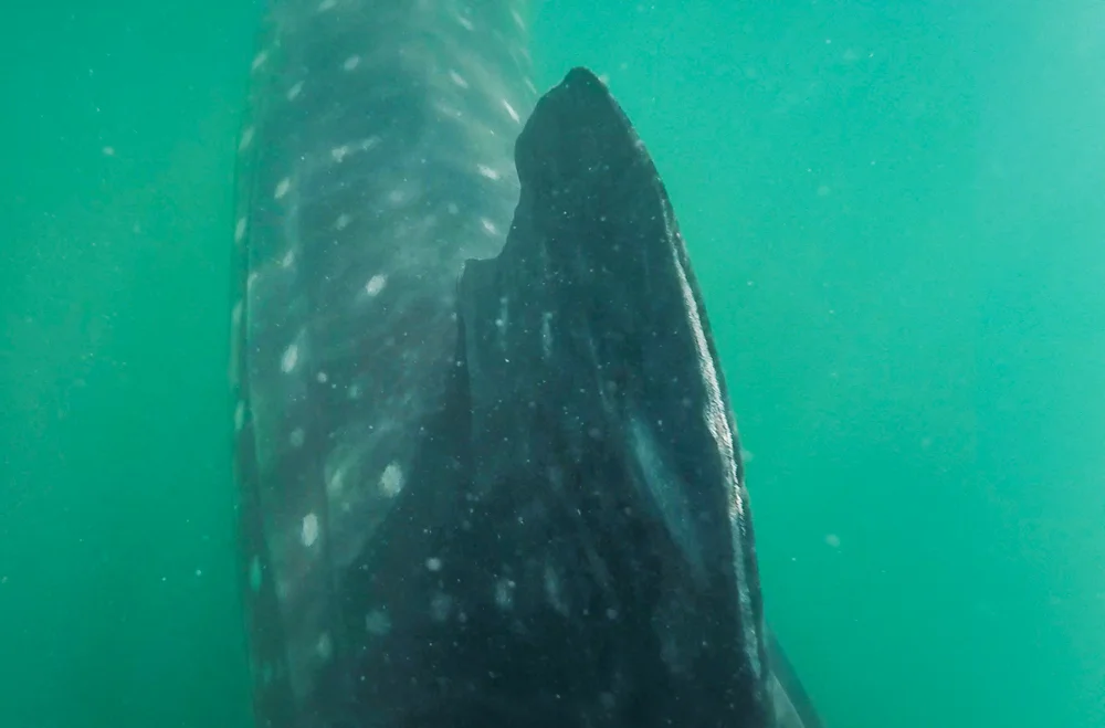 As you can see, I was inches from the whale shark. I this shot, you can see the scarred fin, likely caused from rubbing on the bottom of a boat.
