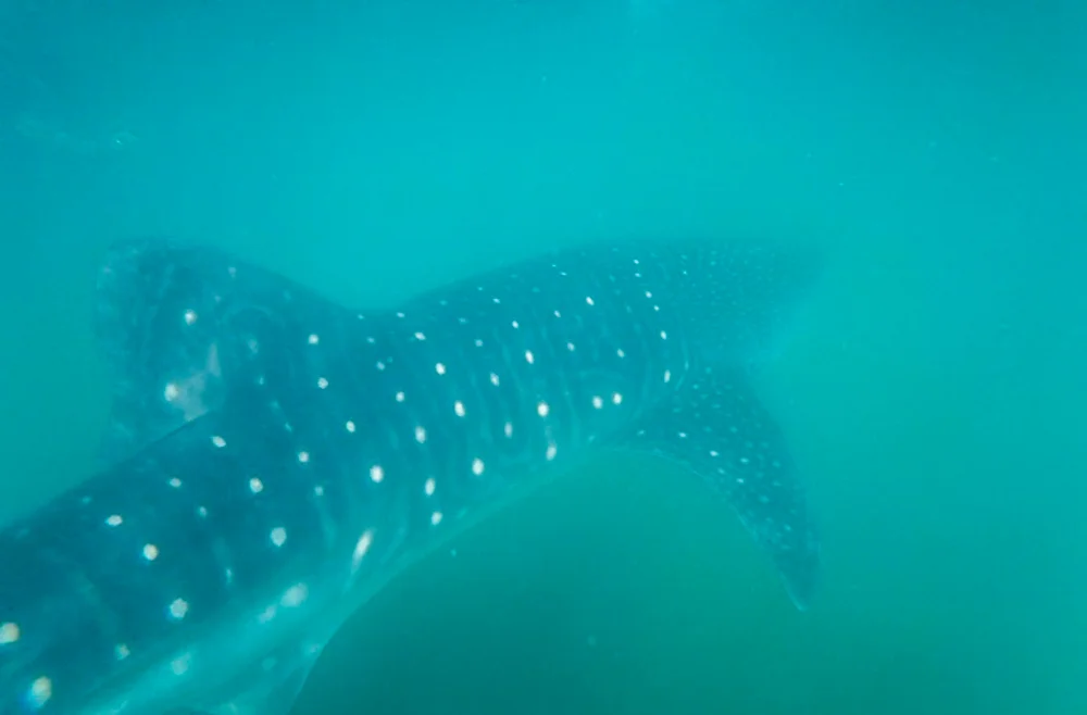 This time I swam beside the whale shark, not above.