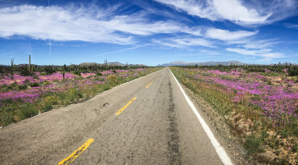 The desert was enthusastically alive after the wet winter.