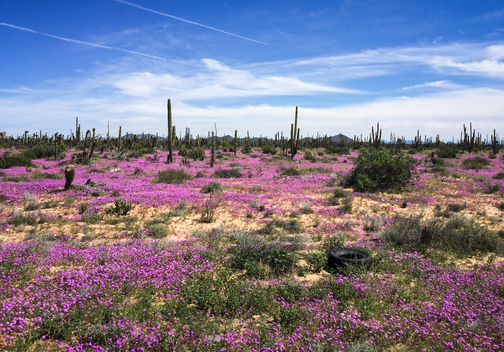 Super Bloom!