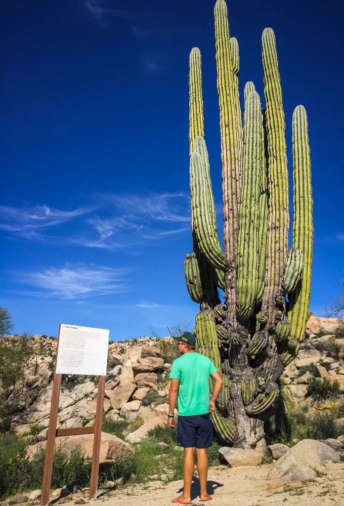 Signs and cactus at our rest stop walking trail.