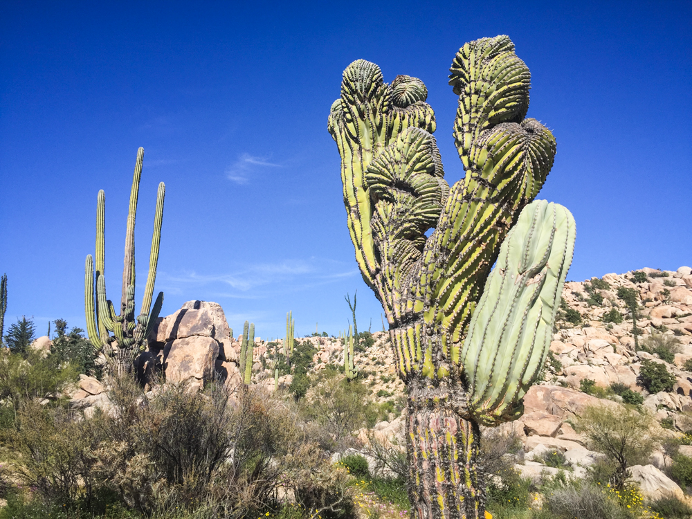 Some of the cacti were crazy!